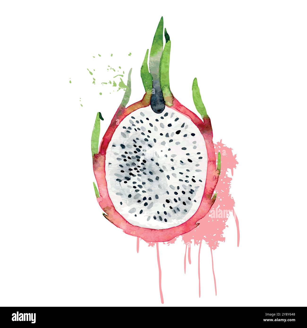 Watercolor dragon fruit Stock Vector Images - Alamy