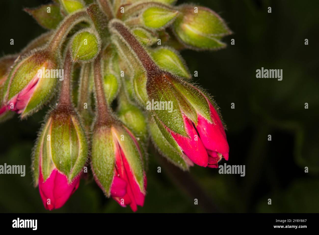 Cluster of hot pink flower buds on a black background Stock Photo - Alamy