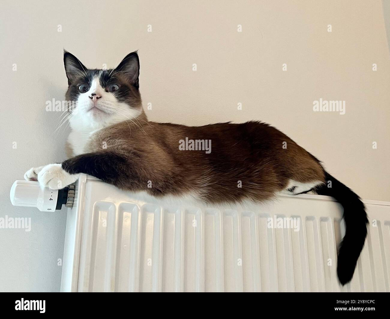 A Siamese cat lies on a radiator. The cat is warming up on the radiator. The beginning of the heating season, heating of the apartment. - Smartphone Captured Stock Image
