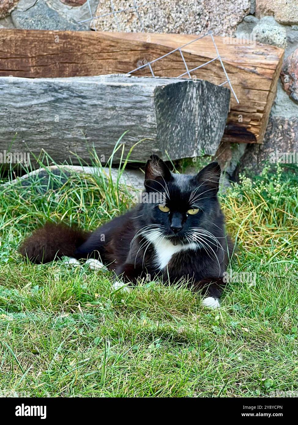 Vertical photo of a black and white stray cat lying on the grass, enjoying the sunshine. Feral cat, outdoor life, nature, relaxation, animal behavior, - Smartphone Captured Stock Image