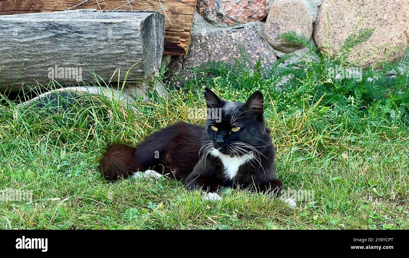 Stray black and white cat lying on the grass, relaxing in a natural setting. Feral cats, outdoor life, animal behavior, nature, wildlife, stray animal - Smartphone Captured Stock Image