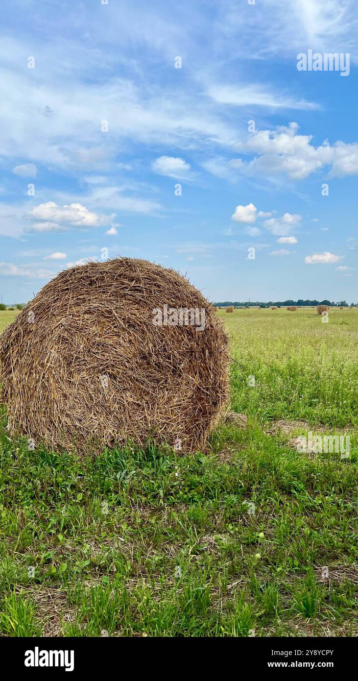 Vertical photo of a haystack against a blue sky, with other haystacks in the distance. Rural landscape. Agriculture, harvest, countryside, farming, op - Smartphone Captured Stock Image