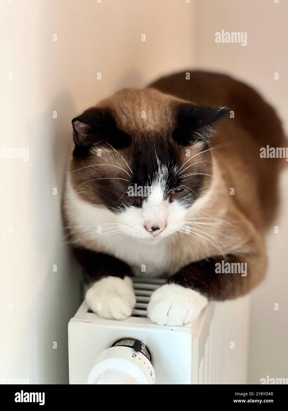 A Siamese cat warms up on a radiator. A Siamese cat is lying on the radiator, the beginning of cold weather, the beginning of the heating season. - Smartphone Captured Stock Image