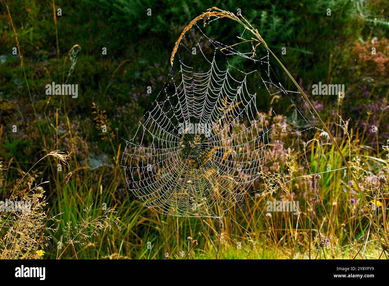 Spiders Web covered in dew drops on an early autumn morning Stock Photo