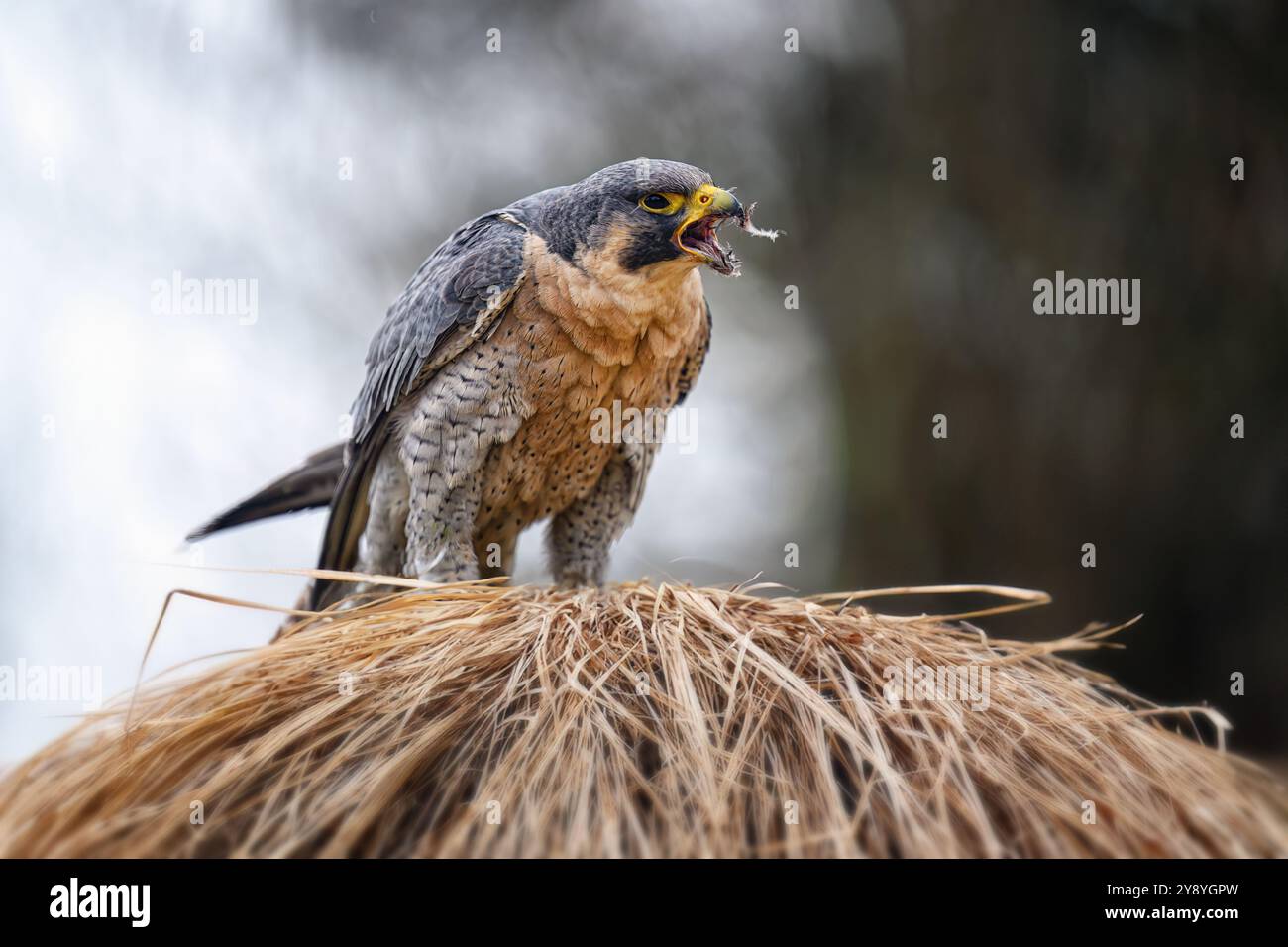 Portrait of a beautifully colored falcon. Stock Photo