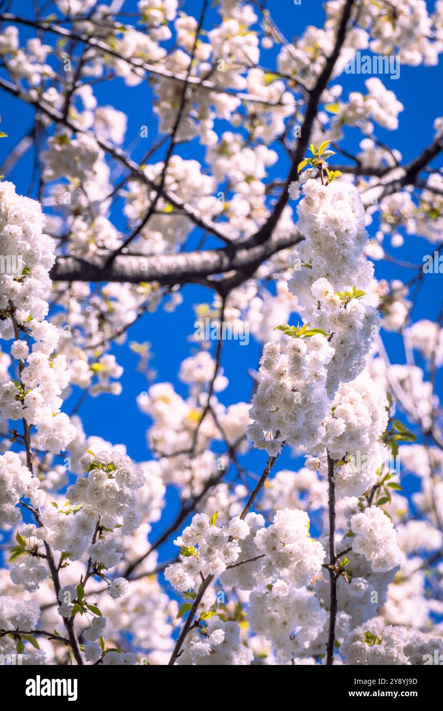 Closeup cherry spring tree hi-res stock photography and images - Alamy