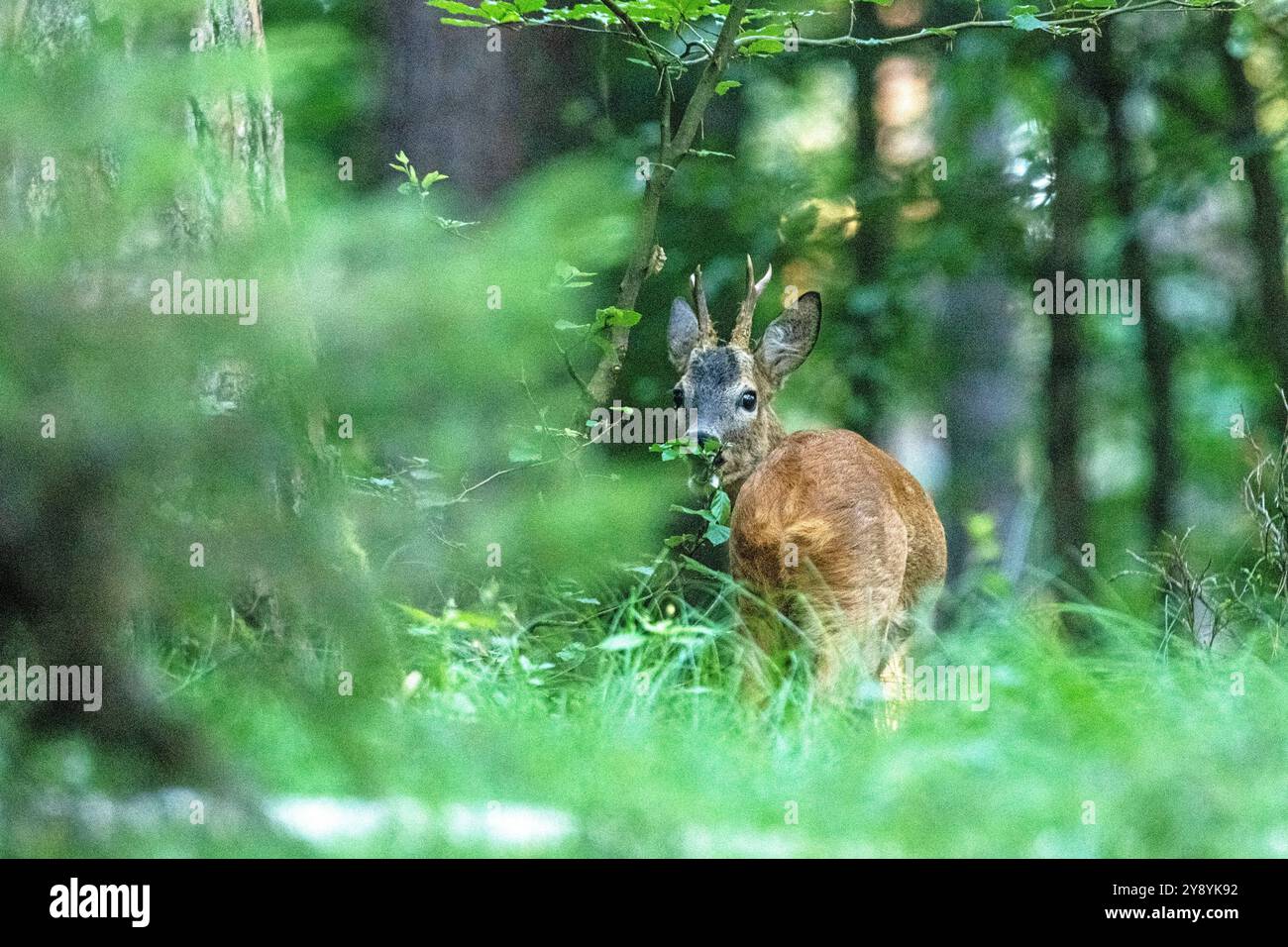 Junger Rehbock äsend, Morgens, Mischwald Rehbock, jung, im Mischwald, Junger Rehbock im Wald *** Young roebuck grazing, Morning, Mixed forest Roebuck, Stock Photo