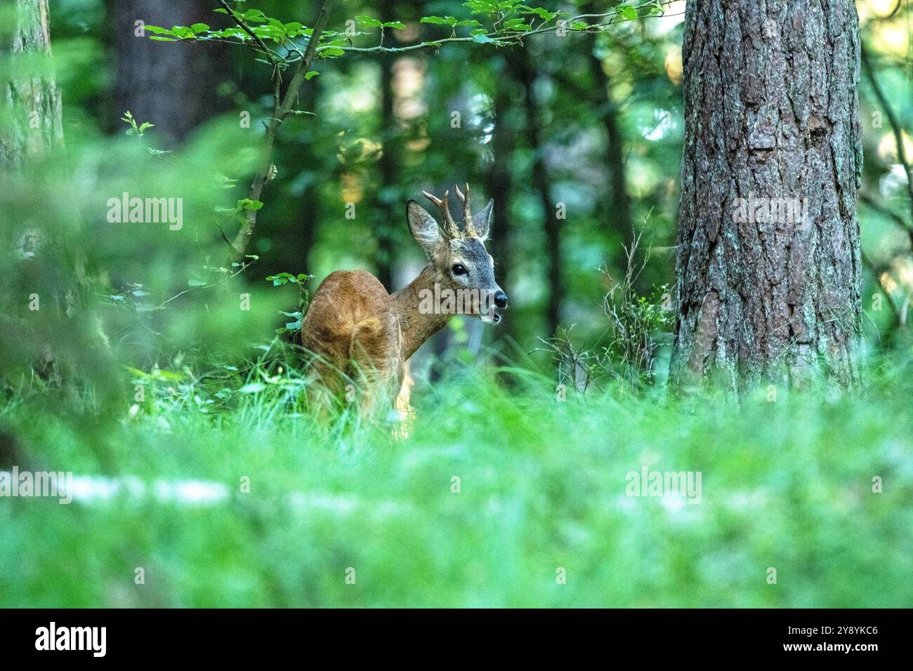 Junger Rehbock äsend, Morgens, Mischwald Rehbock, jung, im Mischwald, Junger Rehbock im Wald *** Young roebuck grazing, Morning, Mixed forest Roebuck, Stock Photo