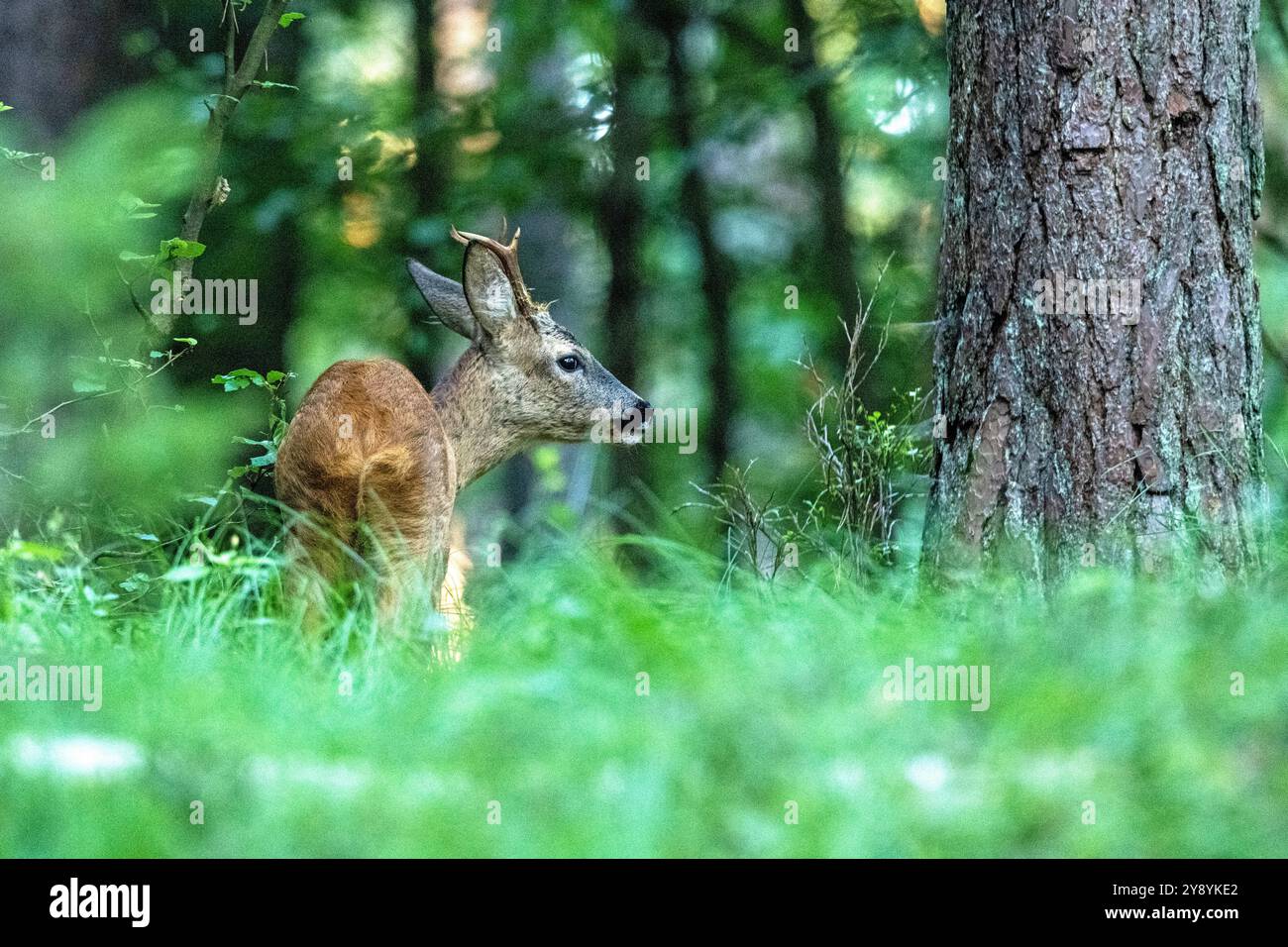 Junger Rehbock äsend, Morgens, Mischwald Rehbock, jung, im Mischwald, Junger Rehbock im Wald *** Young roebuck grazing, Morning, Mixed forest Roebuck, Stock Photo
