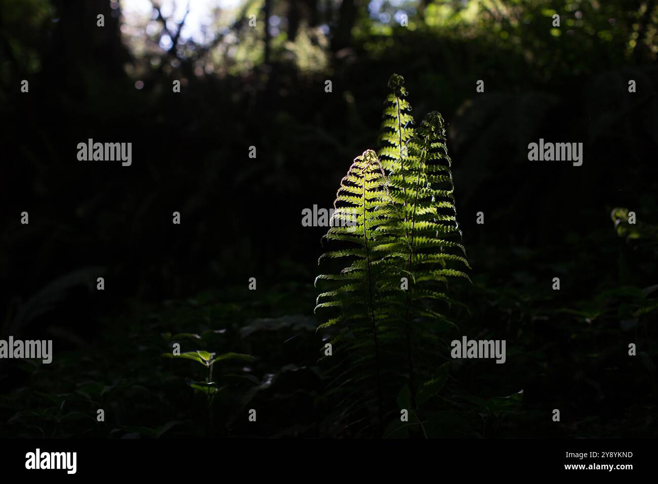 Woodland scene with ferns hi-res stock photography and images - Alamy