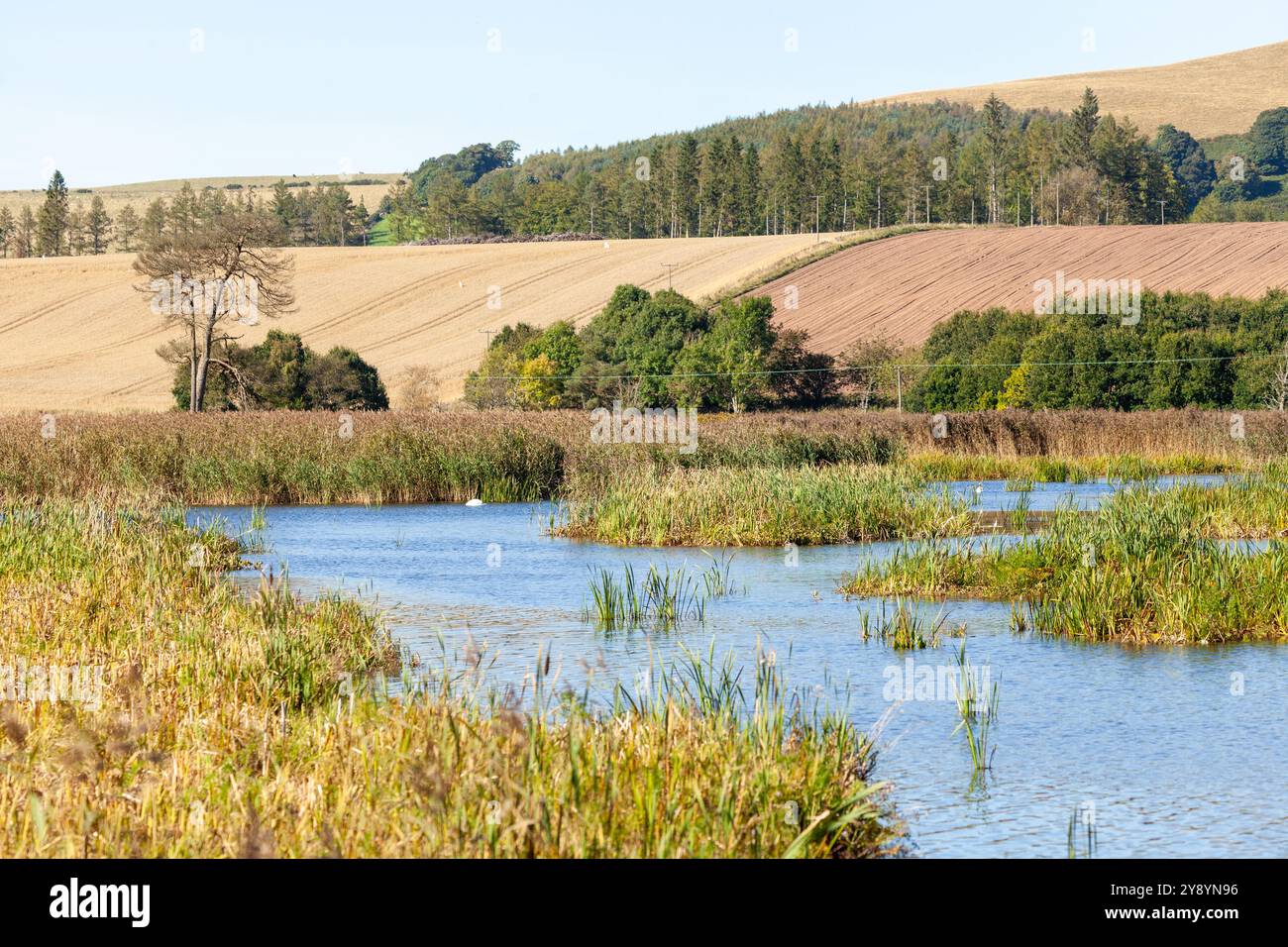 RSPB Loch of Kinnordy a RSPB reserve, Kirriemuir, Angus, Scotland Stock Photo