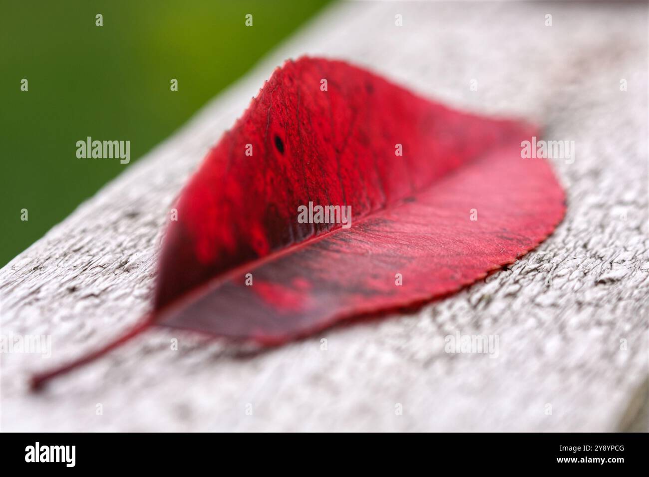 Leaf of red robin tree close up on wood Stock Photo