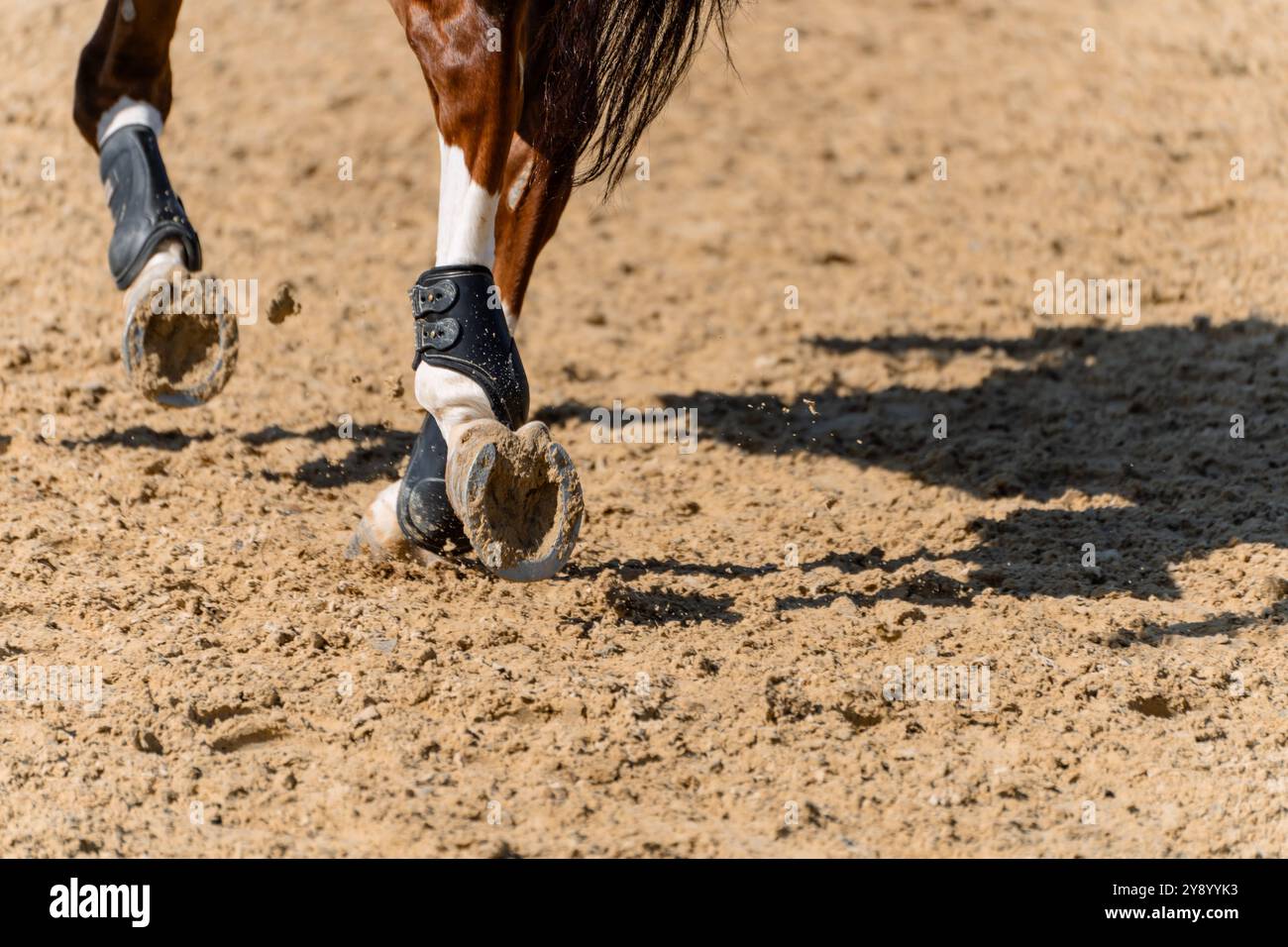 Legs of a showjumping competition horse with horseshoes and pads splashing sand in the warm up Stock Photo