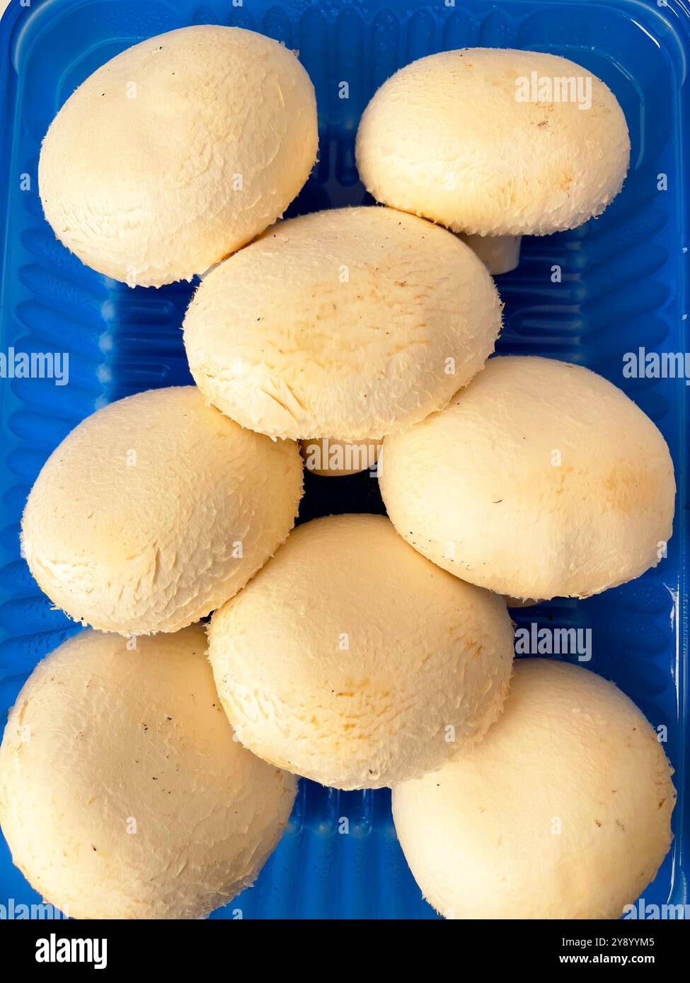 Mushrooms. - Smartphone Captured Stock Image