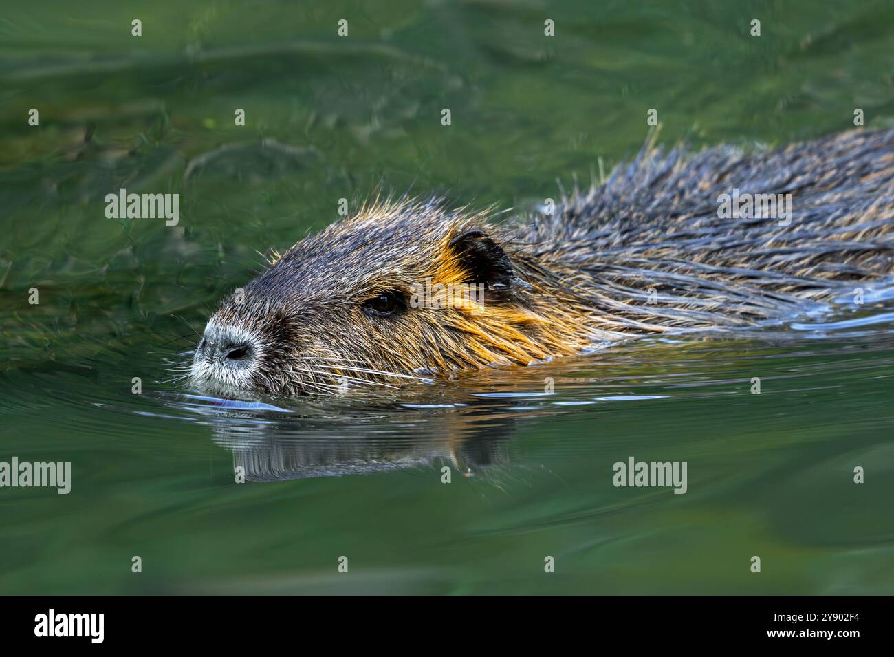 Invasive Rodent Coypu / nutria (Myocastor coypus) swimming in pond, invasive rodent in ...