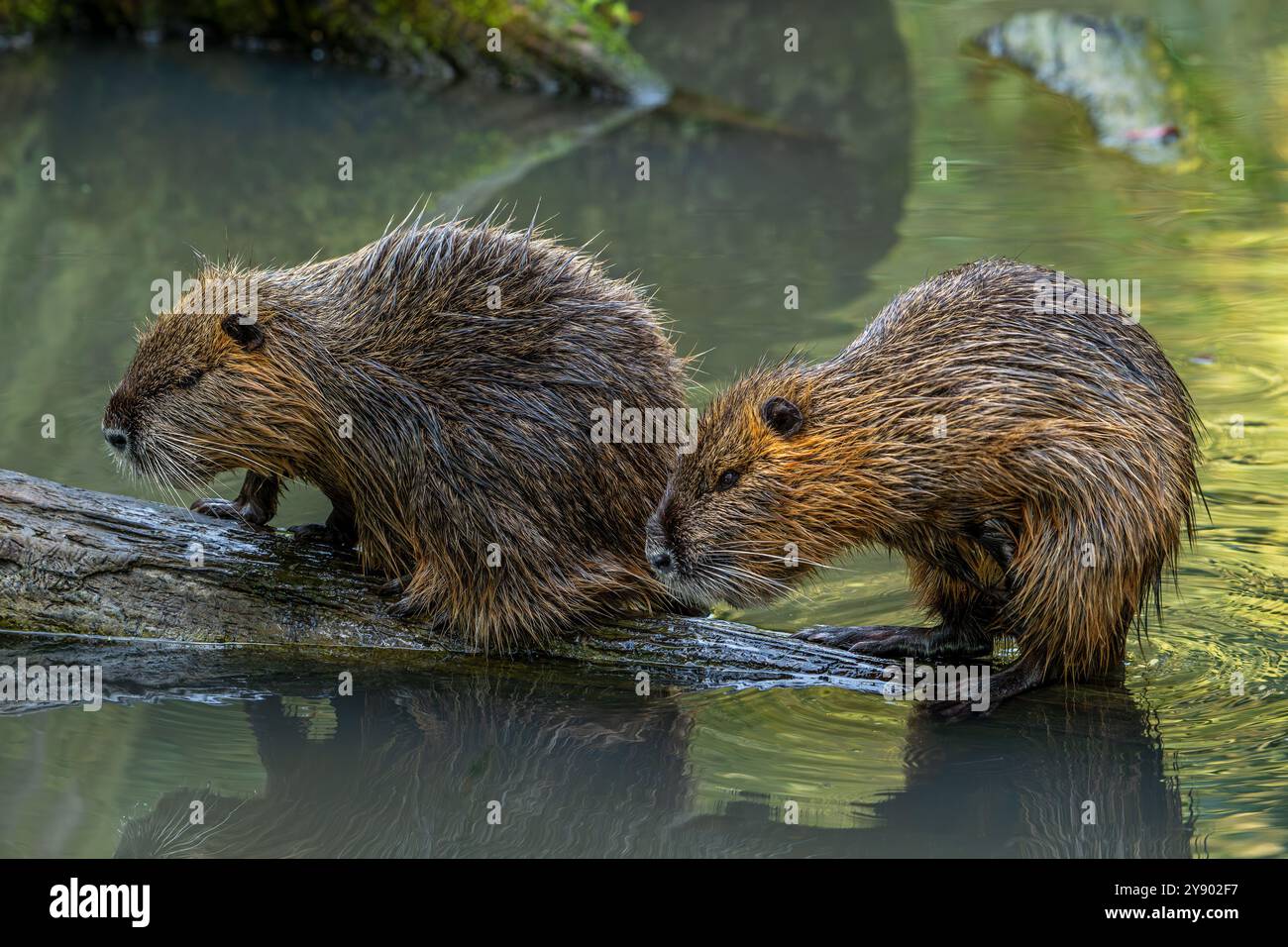 Invasive Rodent Rat animal marsh uk hi-res stock photography and images - Alamy