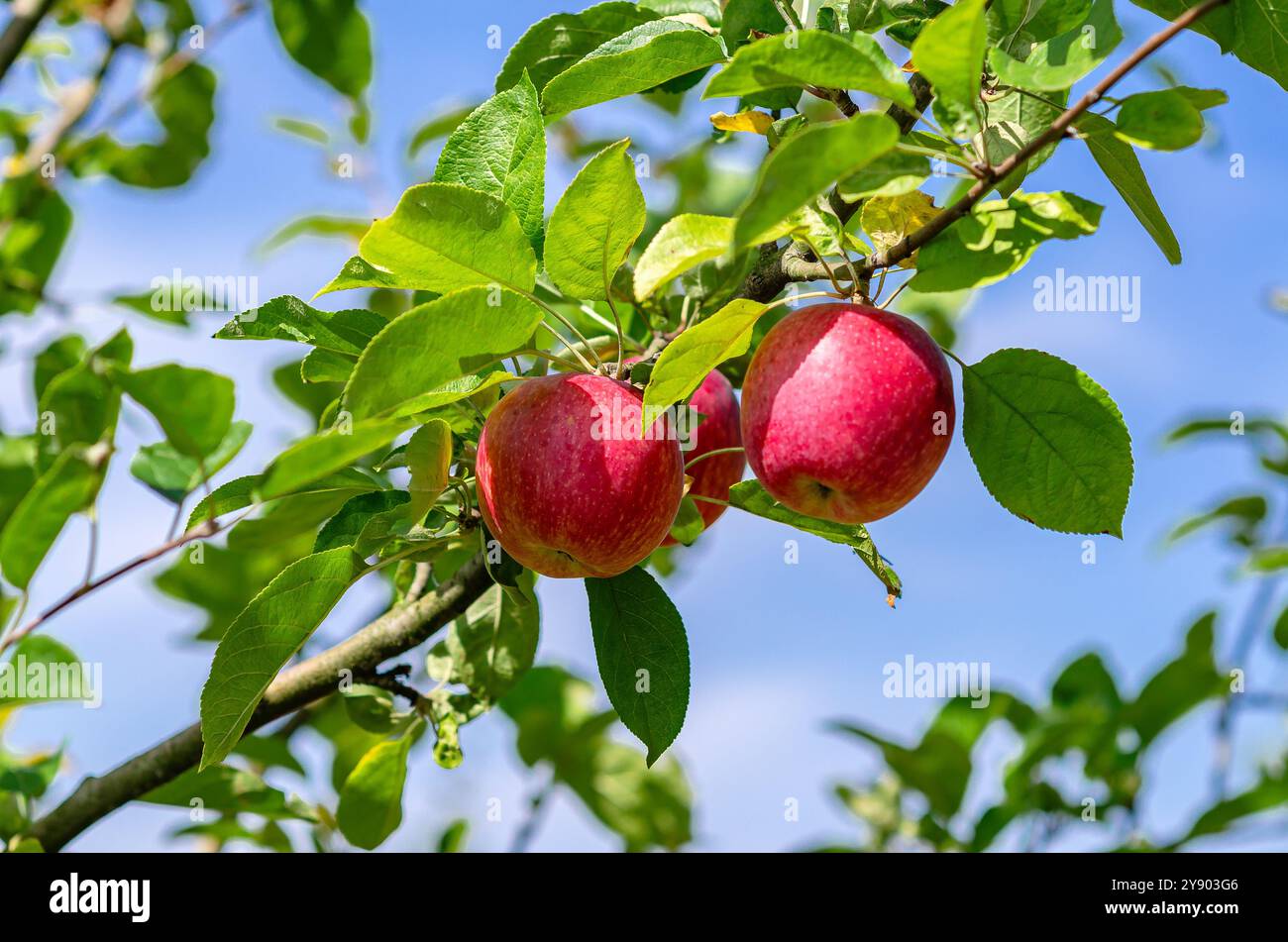Red apples hang on tree against blue sky. Apple orchard in autumn ...