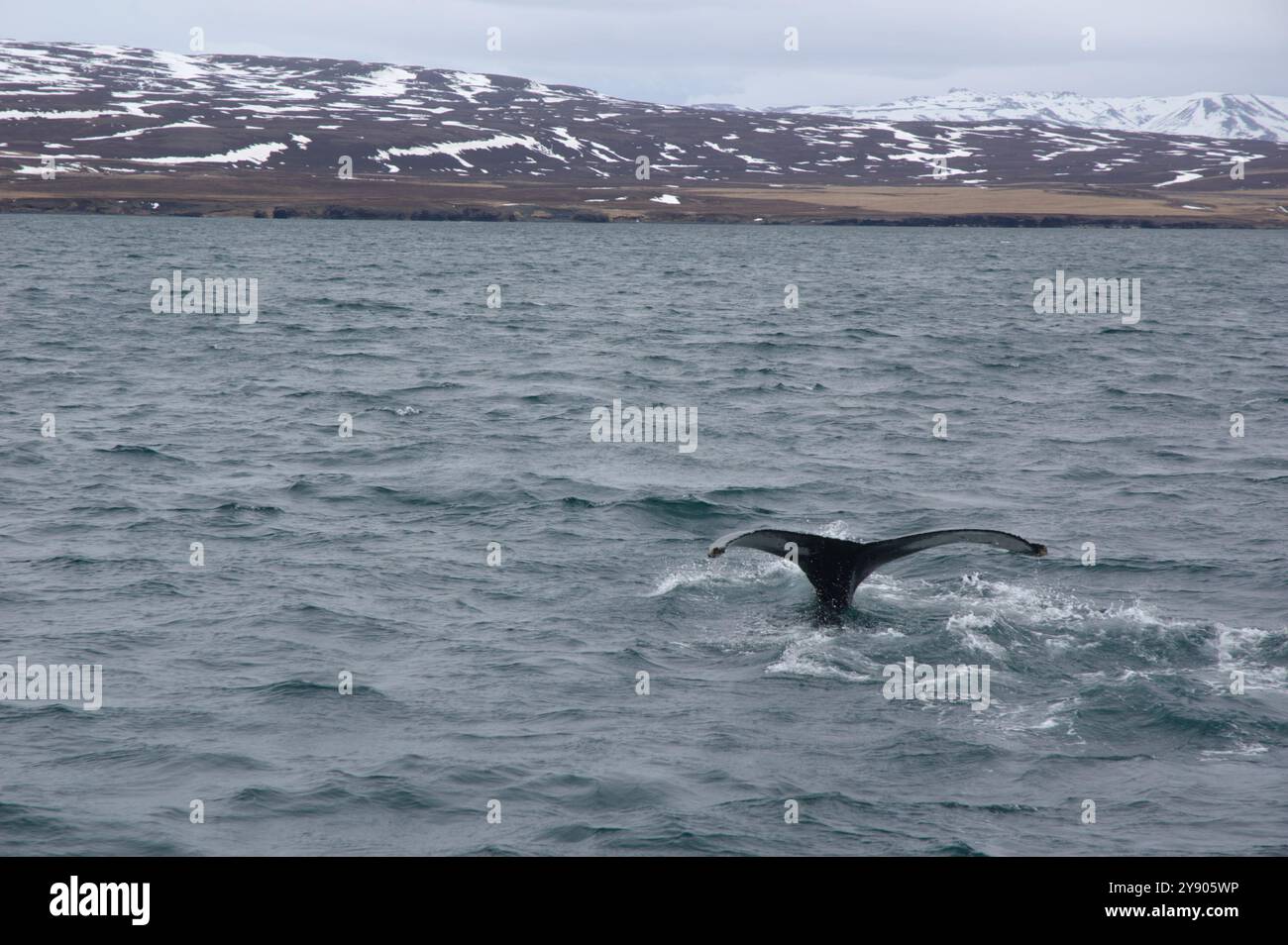 Humpback whale fluke, Húsavík, Iceland Stock Photo - Alamy