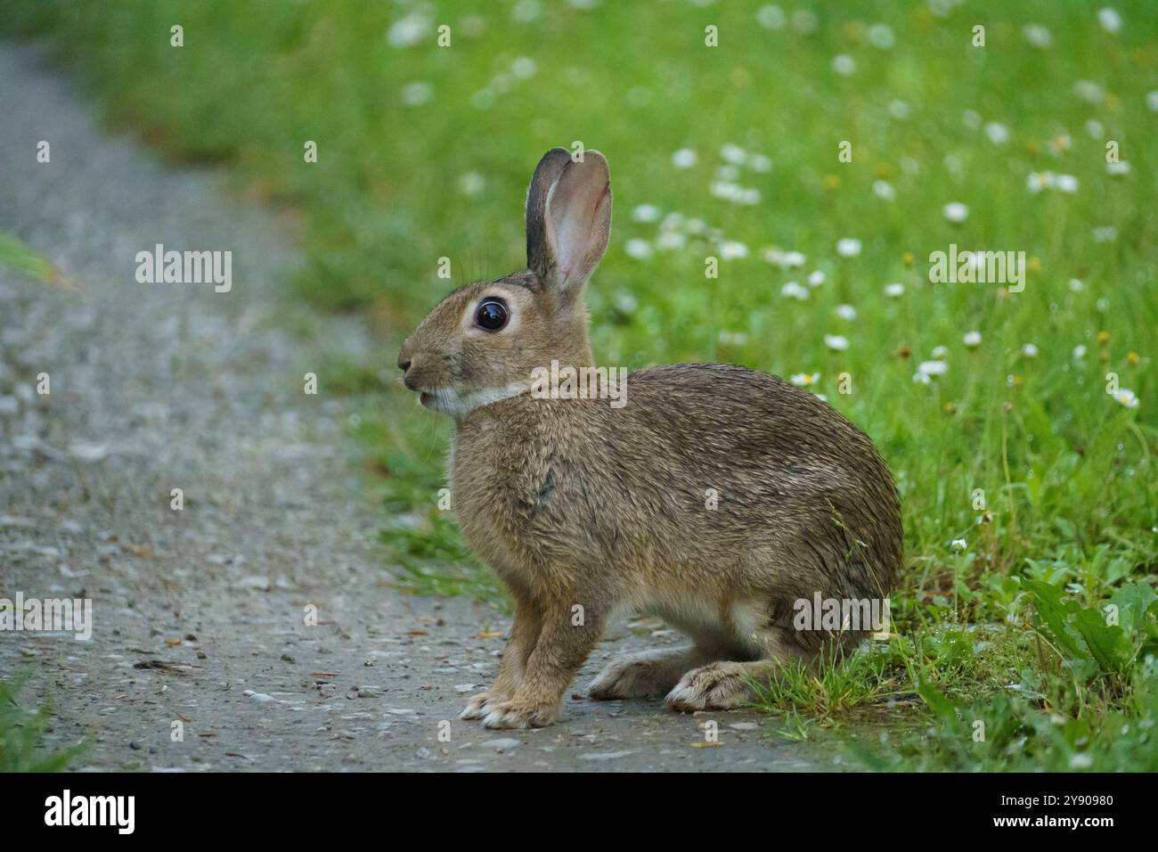 An adorable and funny looking small rabbit sitting in a deep green ...