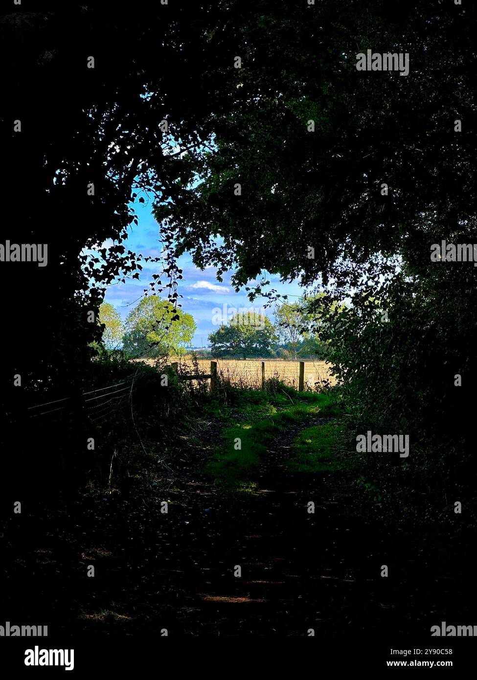 View through shadowy trees on rural pathway into sunlit farm field. - Smartphone Captured Stock Image