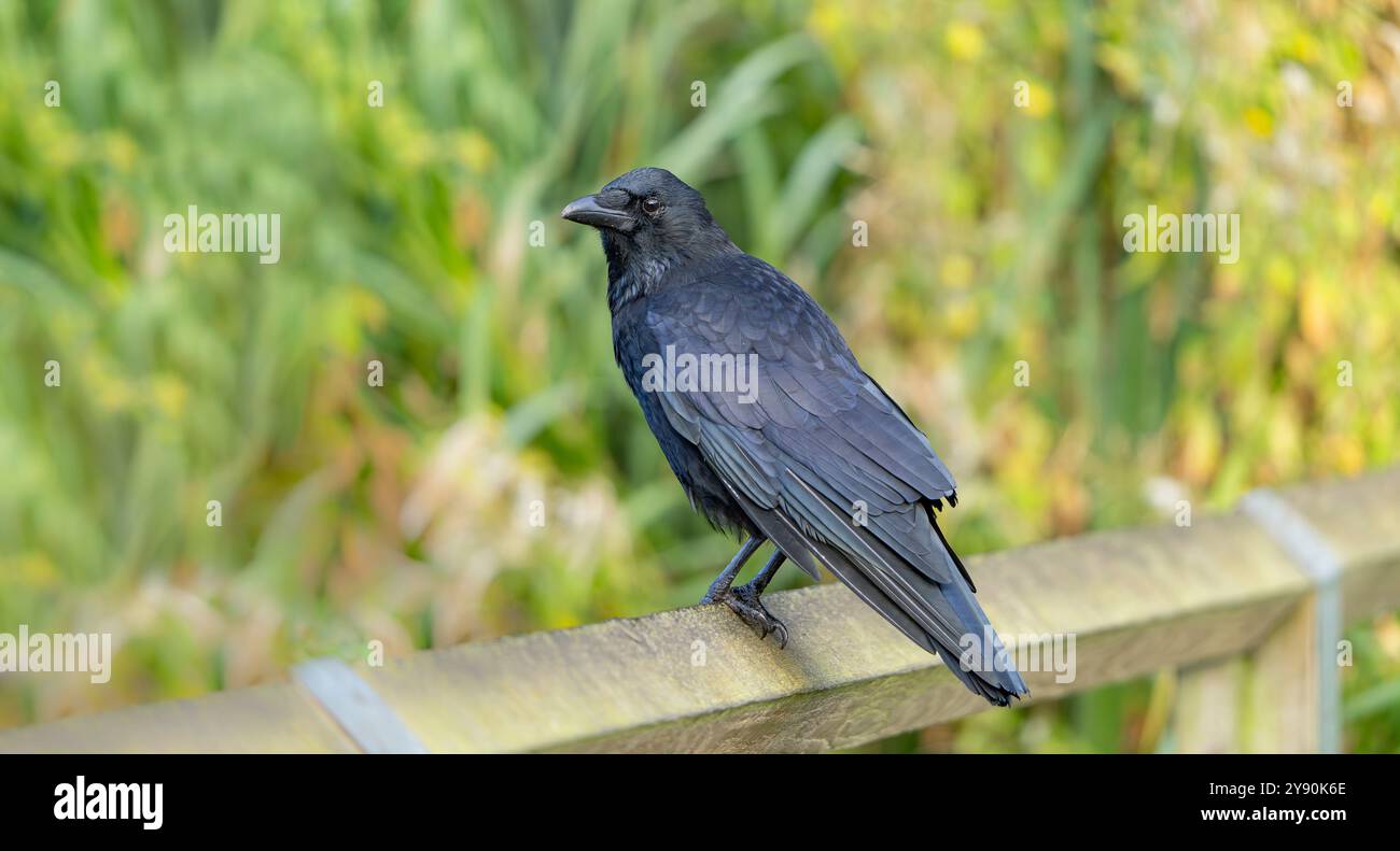 Crow in detail hi-res stock photography and images - Alamy