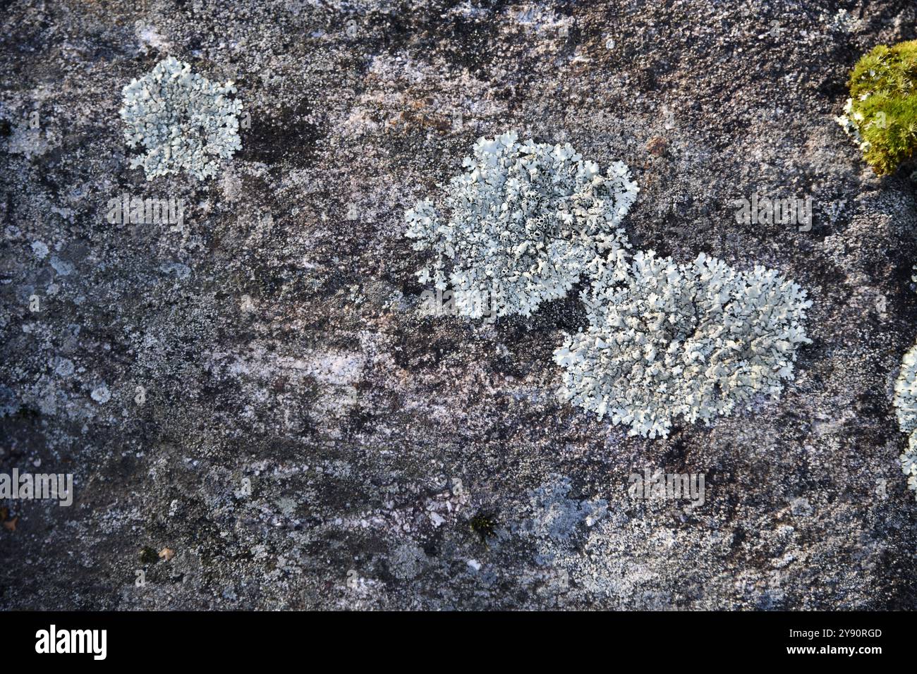 Moss and grey lichens forming abstract design and textured patterns Stock Photo