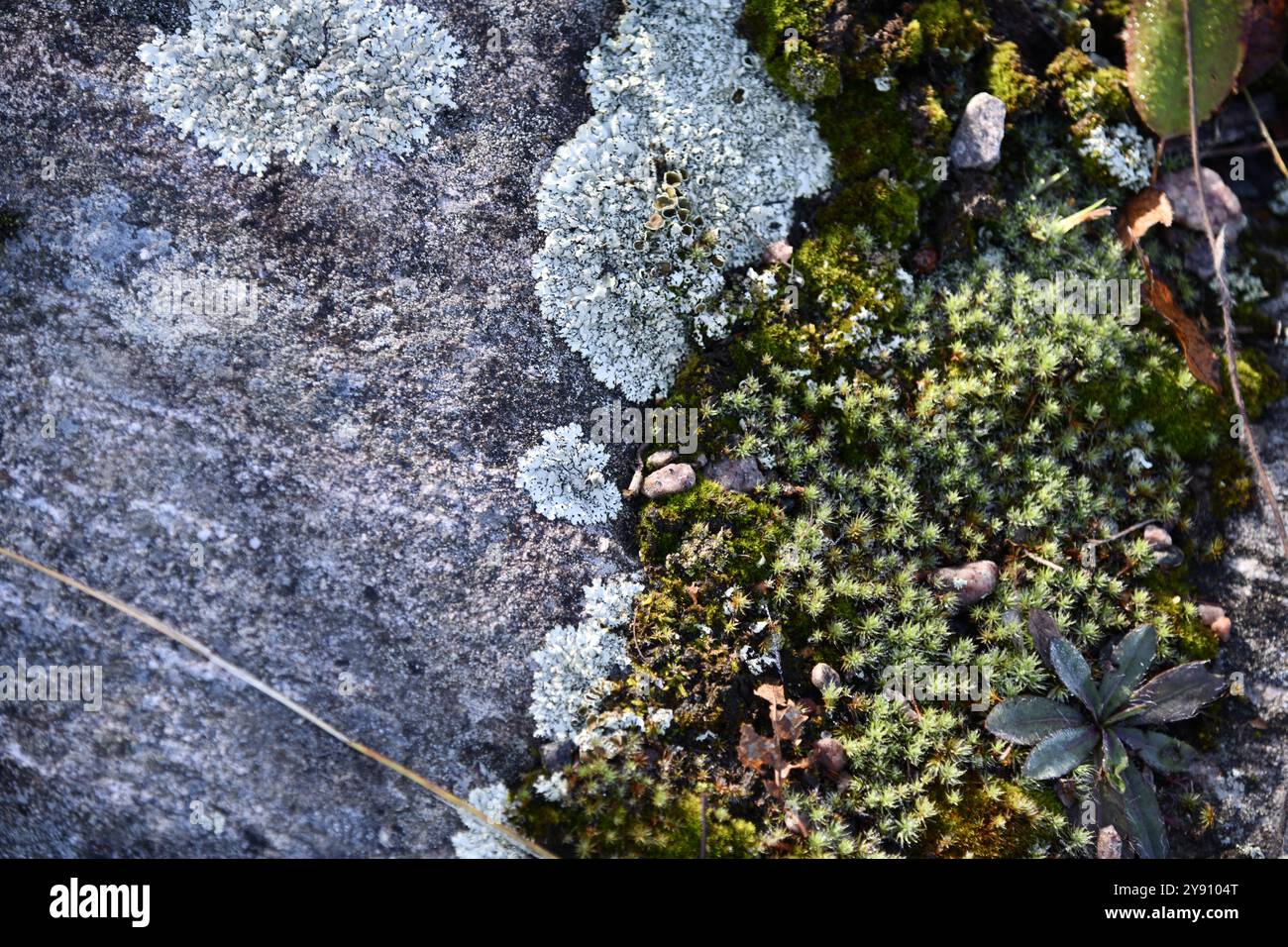 Moss and grey lichens forming abstract design and textured patterns Stock Photo