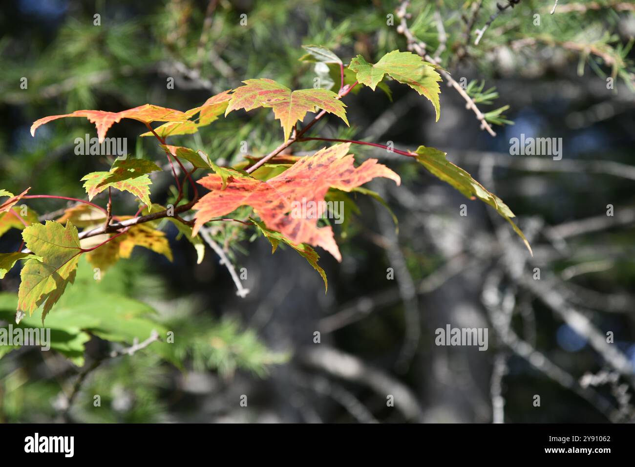 Moss and grey lichens forming abstract design and textured patterns Stock Photo