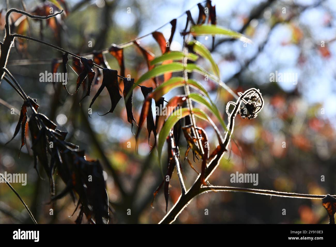 Moss and grey lichens forming abstract design and textured patterns Stock Photo