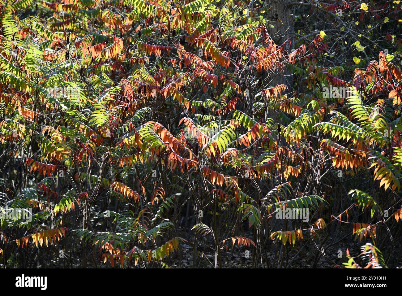 Moss and grey lichens forming abstract design and textured patterns Stock Photo