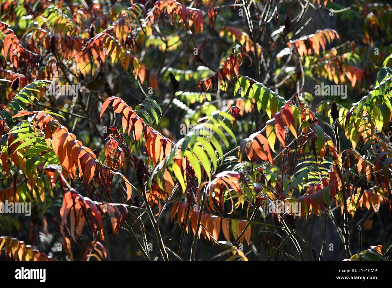 Moss and grey lichens forming abstract design and textured patterns Stock Photo