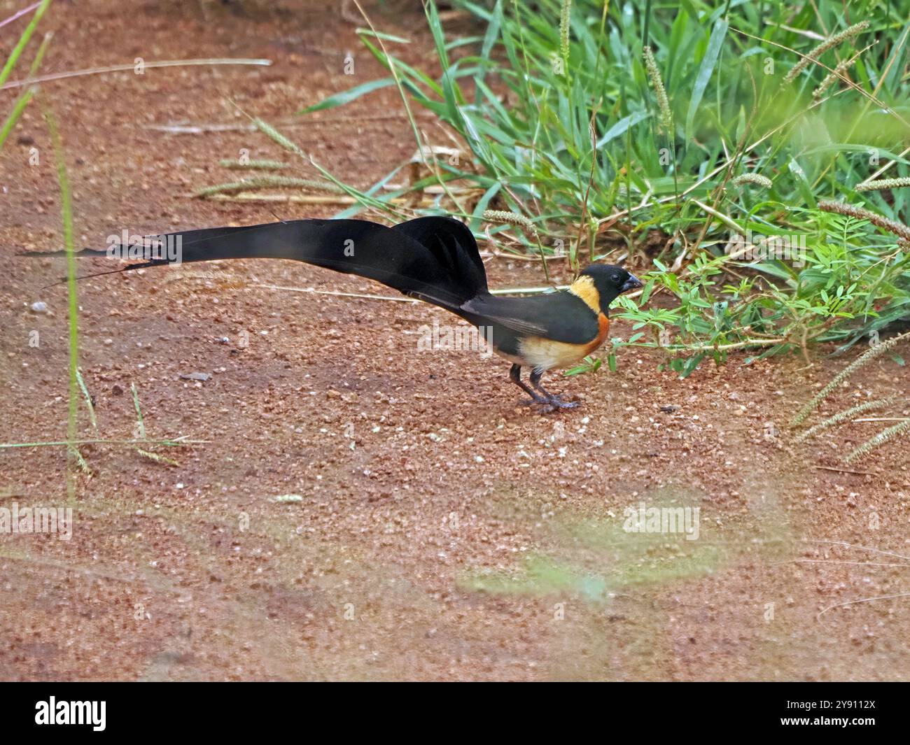 East african paradise whydah hi-res stock photography and images - Alamy