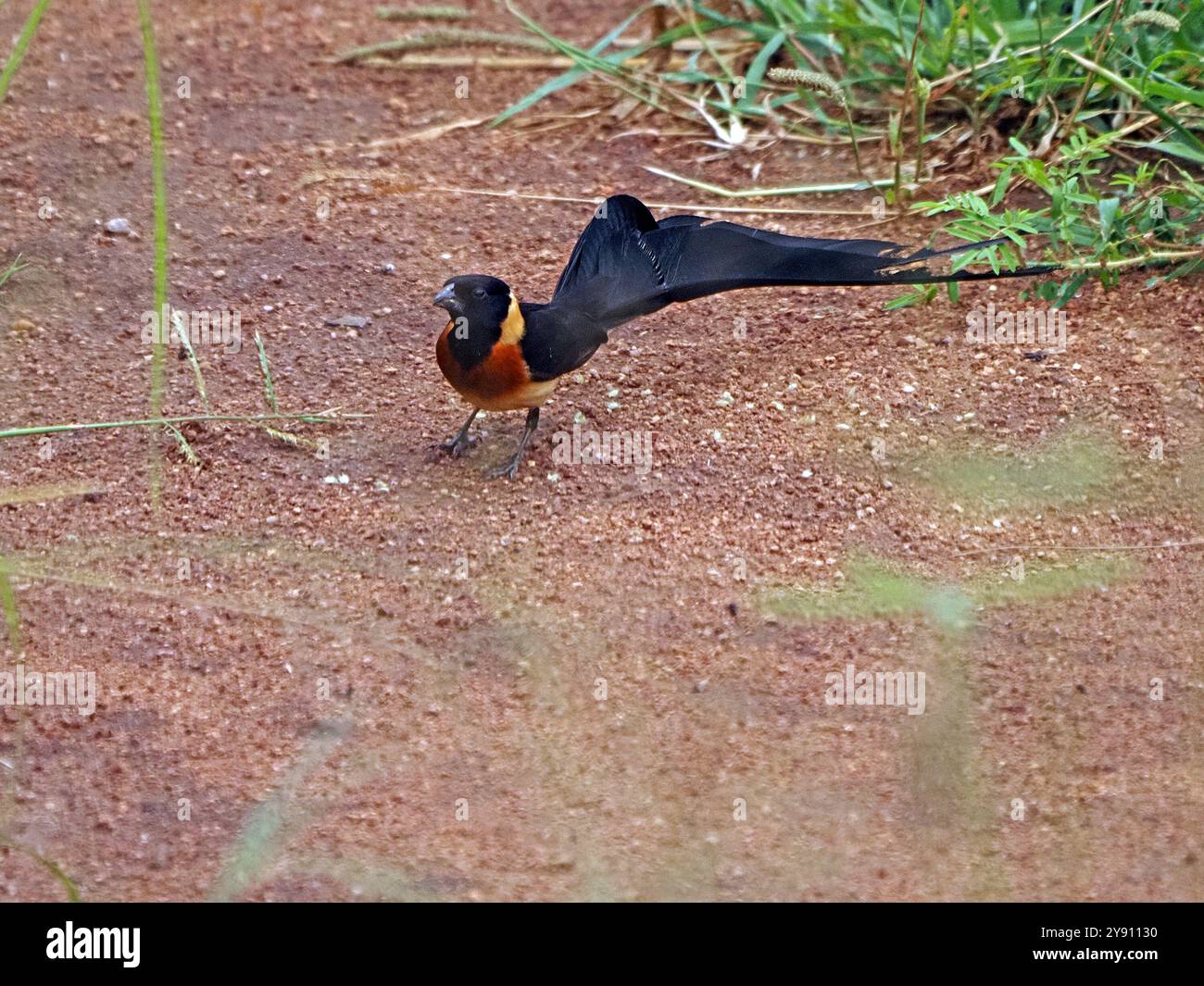 Paradise whydah birds hi-res stock photography and images - Alamy