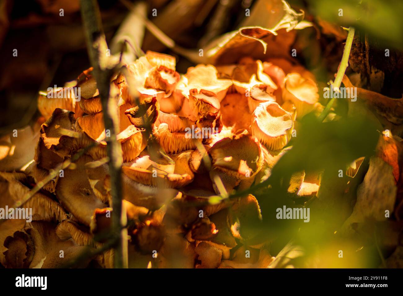 a cluster of mushrooms in their natural habitat. The warm, earthy tones are beautifully highlighted by sunlight filtering through the foliage. Stock Photo