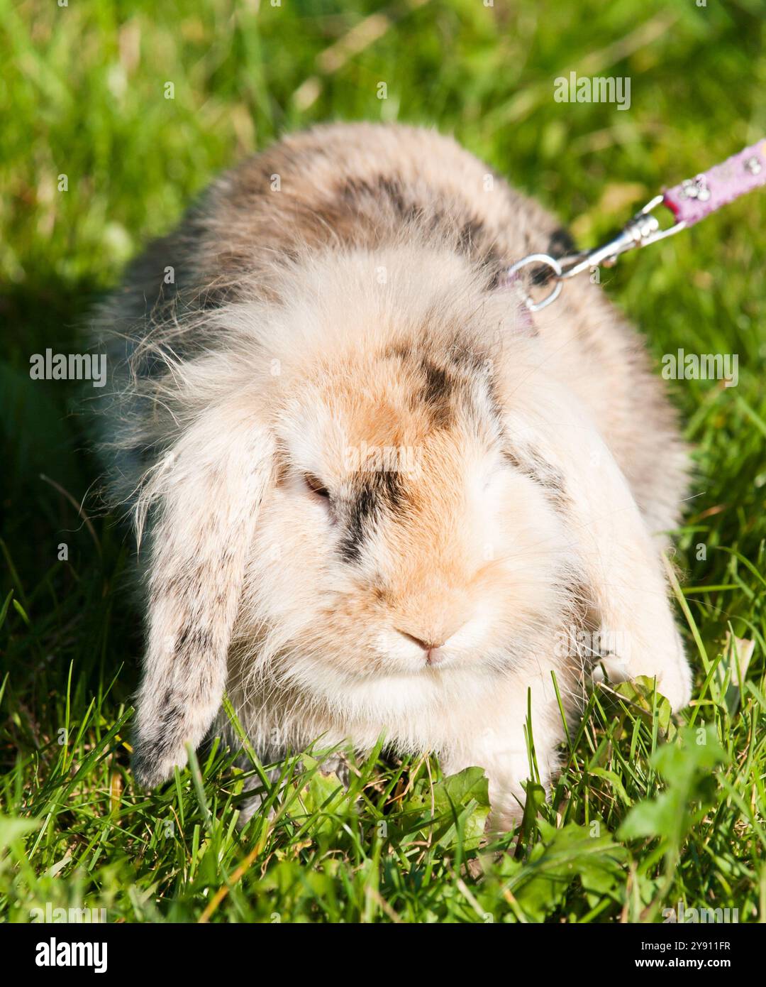 Patchy Rabbits Patchy grass hi-res stock photography and images - Alamy