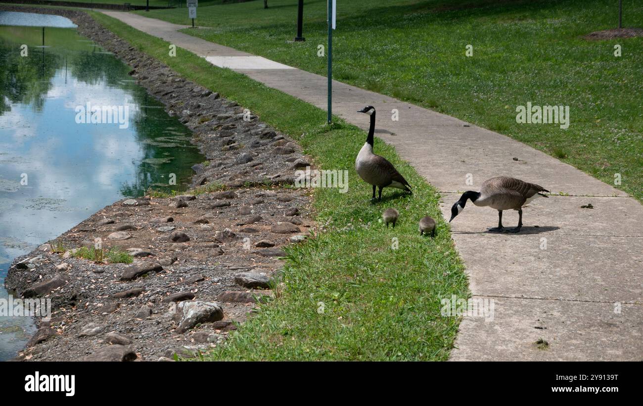 mountain-home-tennessee-united-states-2024-05-01-veterans-affairs