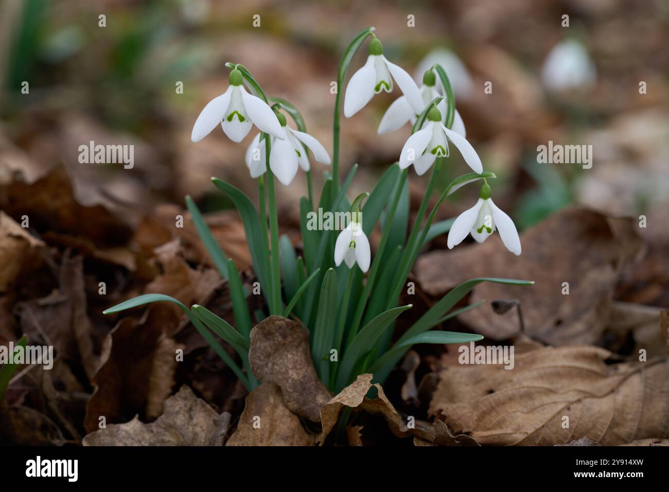 Galanthus nivalis flowers in the leaves. Known as common snowdrop. Wild white flowers in the forest. Stock Photo