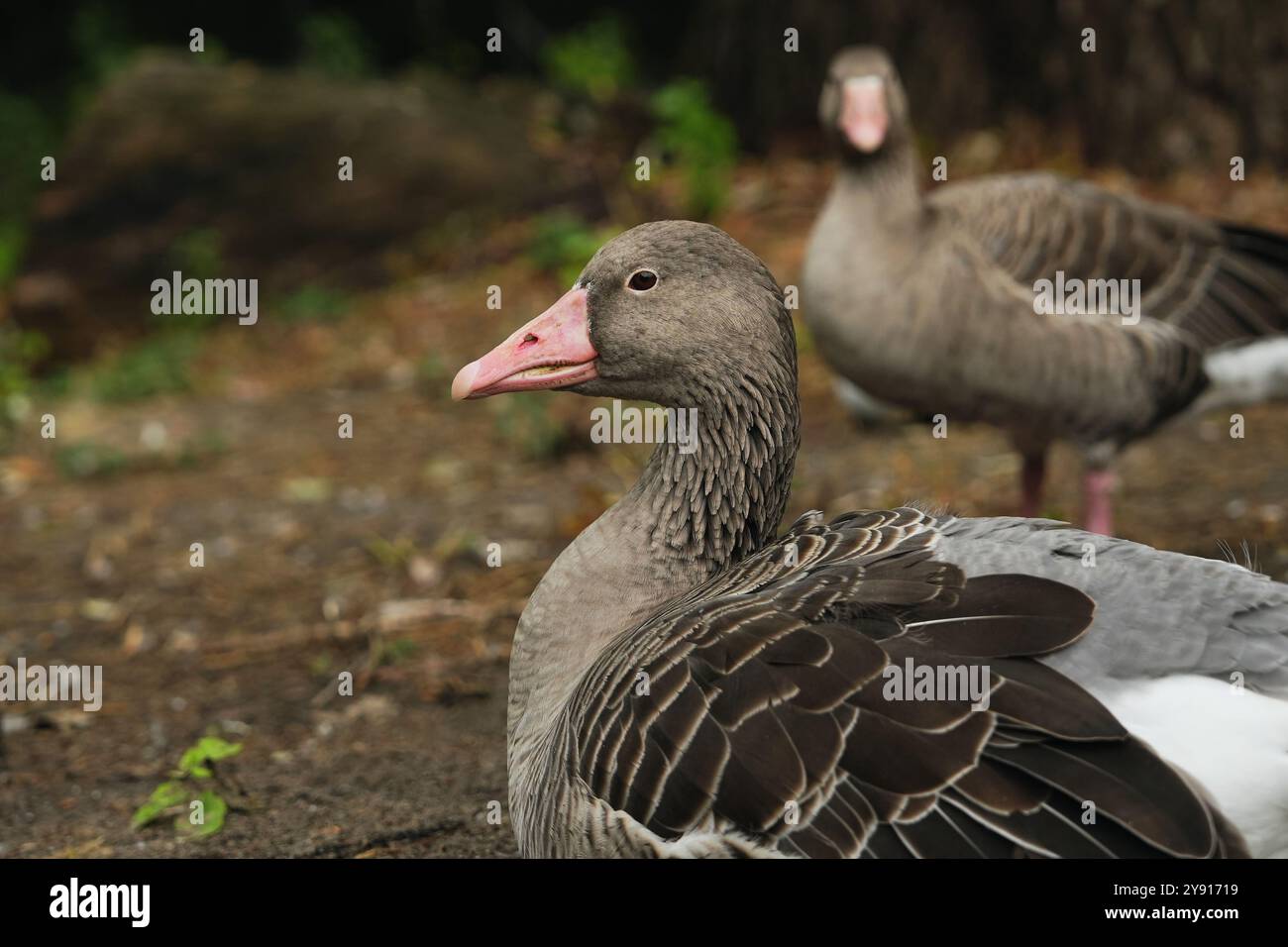 Geese Setting Resting area for migratory birds hi-res stock photography and images ...