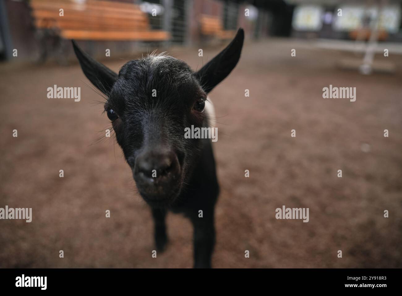 A curious black goat approaches visitors in a rustic farm setting Stock Photo