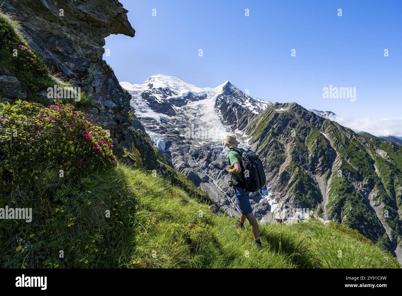 Mountaineer between alpine roses on a hiking trail, impressive mountain landscape with glacier, view of glacier Glacier de Taconnaz, hike La Jonction Stock Photo