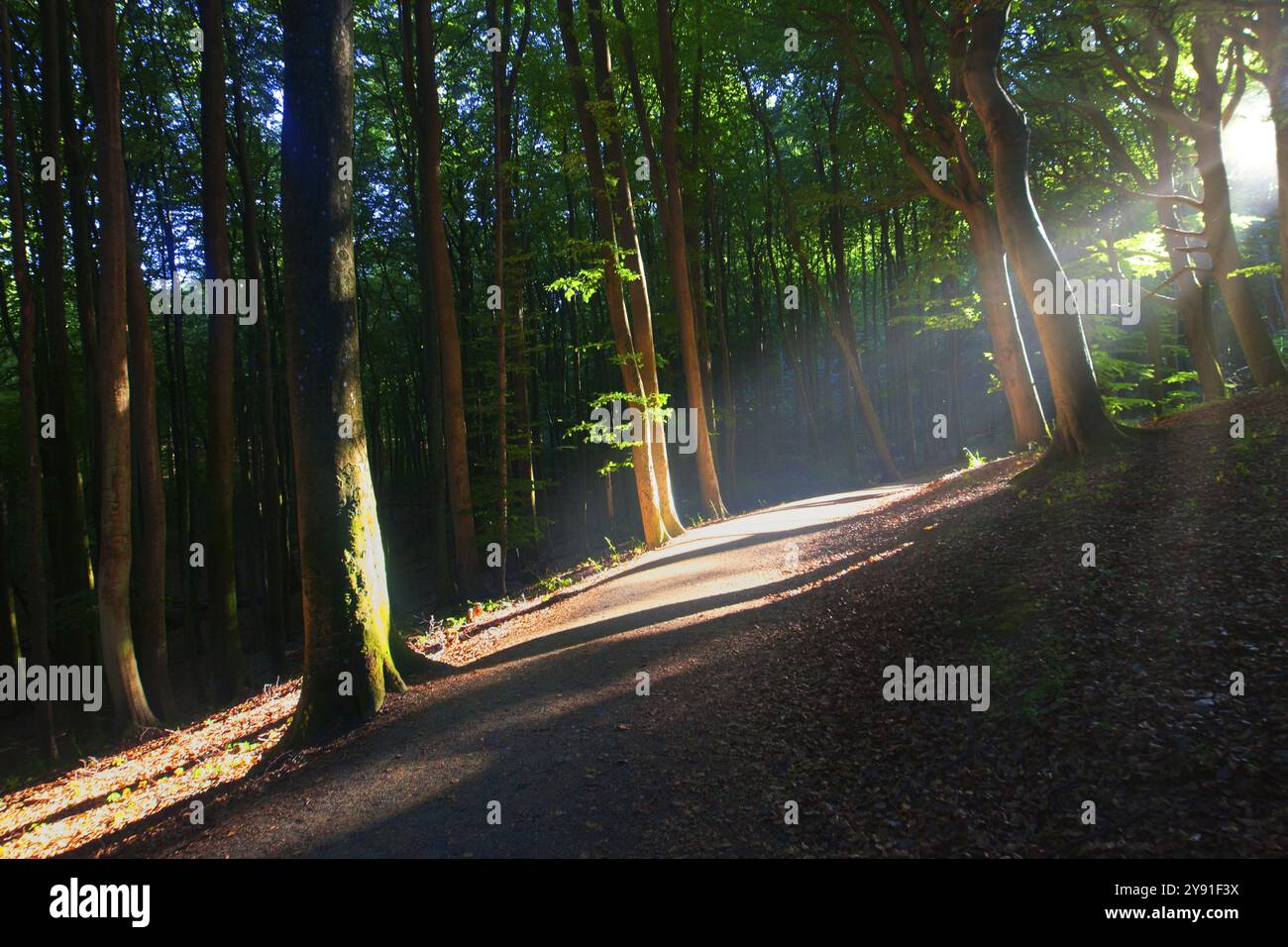 Path through the forest with sunbeams shining through the trees and ...