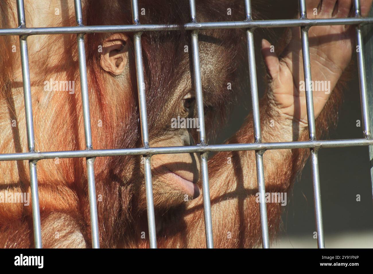 An orangutan behind bars indicates sadness and captivity Stock Photo