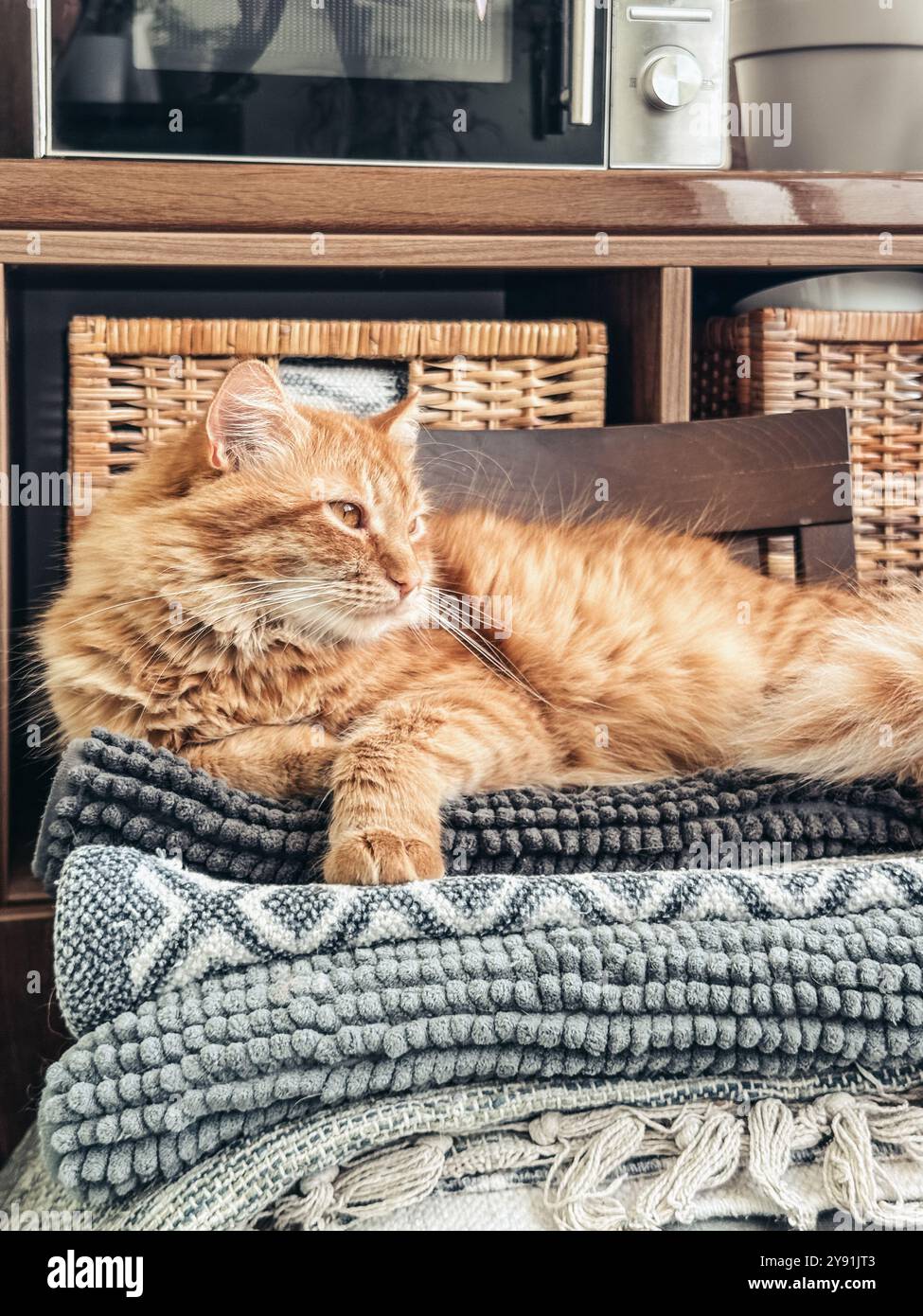 Tabbycat Rugs Cute ginger tabby cat laying on top of pile freshly washed rugs in ...