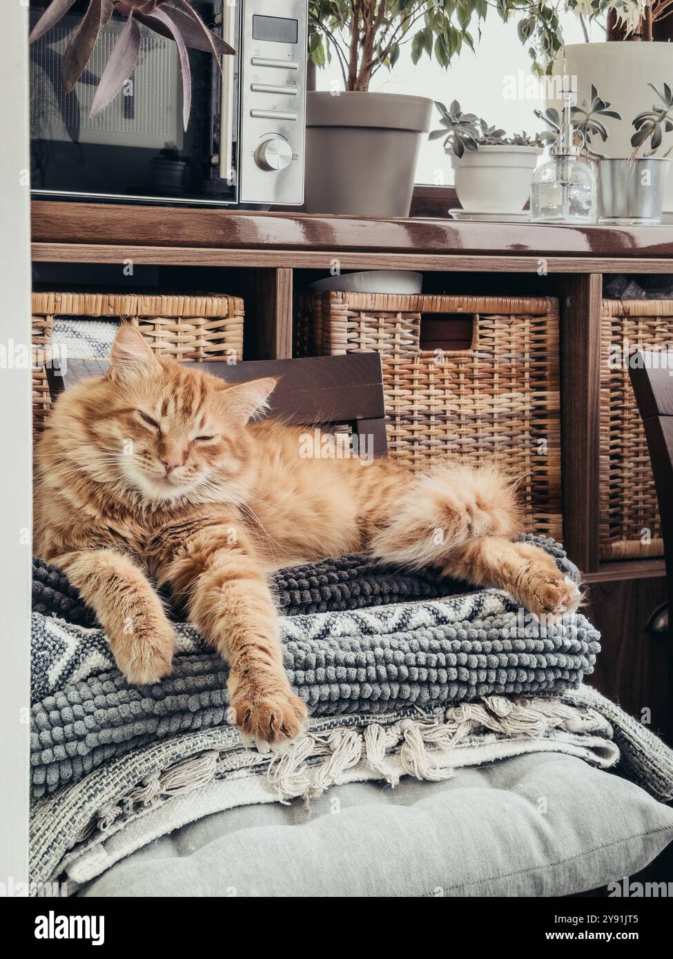 Tabbycat Rugs Cute ginger tabby cat laying on top of pile freshly washed rugs in ...