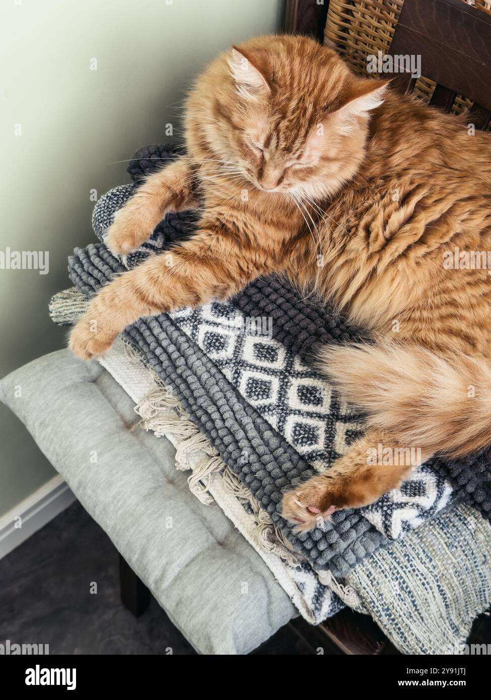 Tabbycat Rugs Cute ginger tabby cat laying on top of pile freshly washed rugs in ...