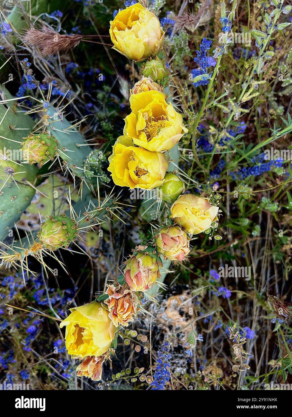 Prickly pear cactus flower in Spring, Sonoran Desert, Coronado National Forest, Catalina, Arizona, USA. - Smartphone Captured Stock Image