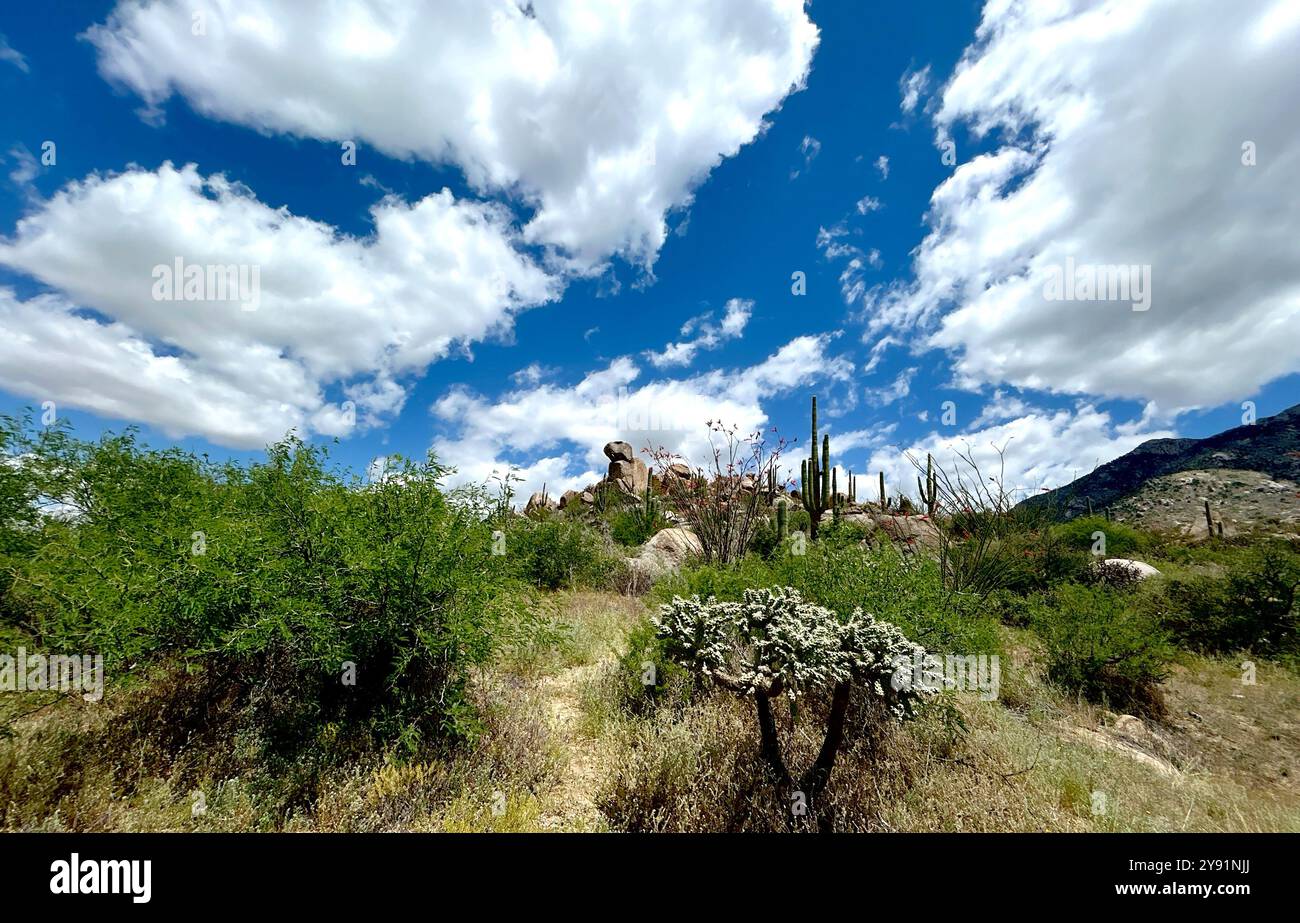 The Sonoran Desert turns green in Spring, Coronado National Forest, Catalina, Arizona, USA. - Smartphone Captured Stock Image