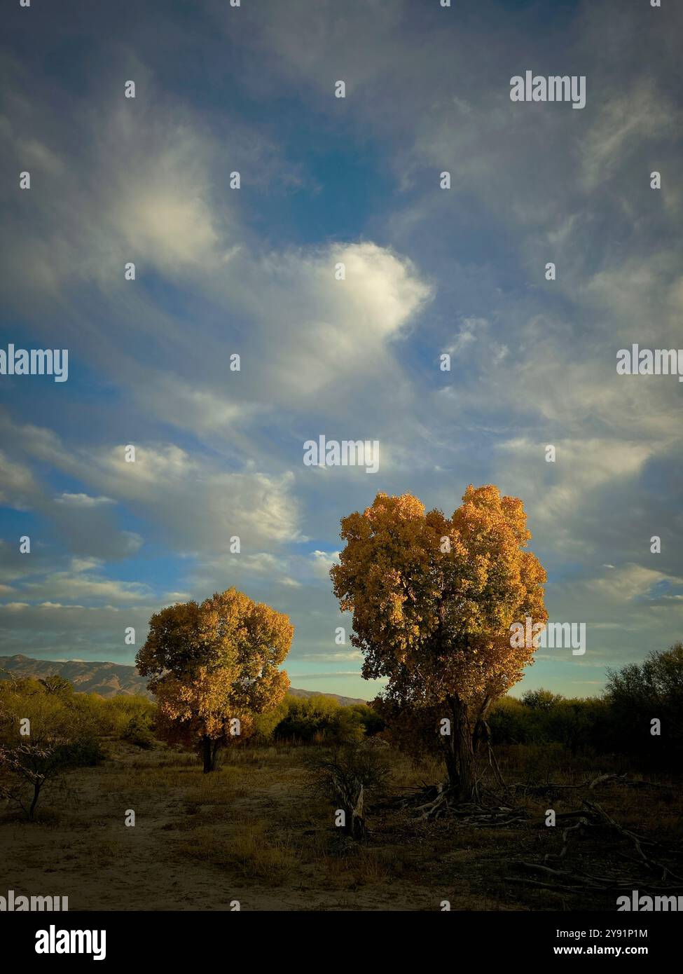 Autumn leaves form a heart shape on a tree along the Tanque Verde Wash, Sonoran Desert, Tucson, Arizona, USA. - Smartphone Captured Stock Image