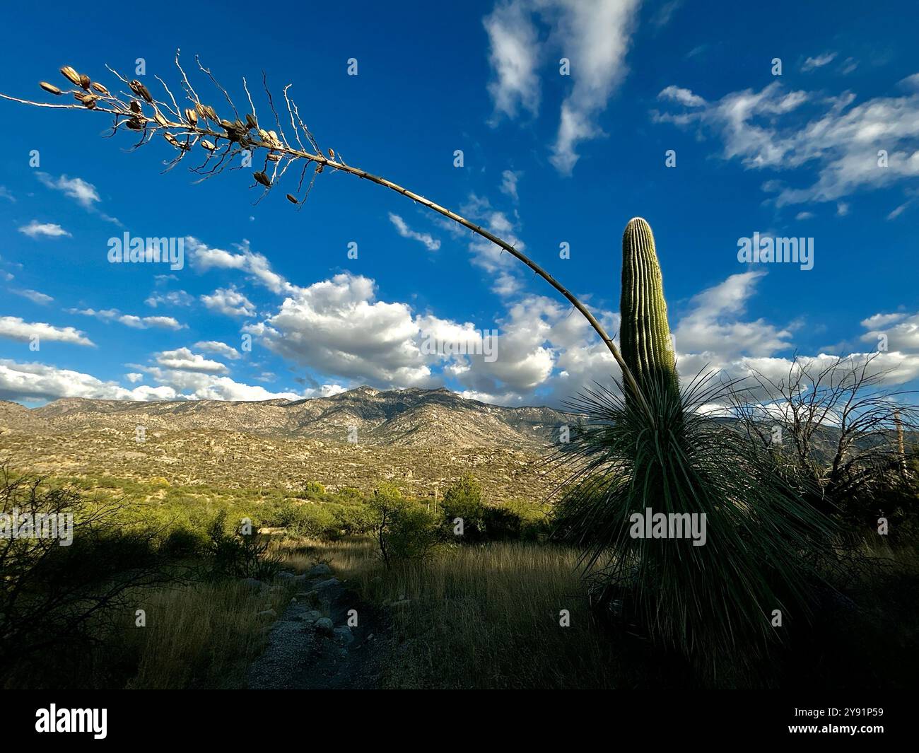 Sonoran Desert, Santa Catalina Mountains, Catalina, Arizona, USA - Smartphone Captured Stock Image