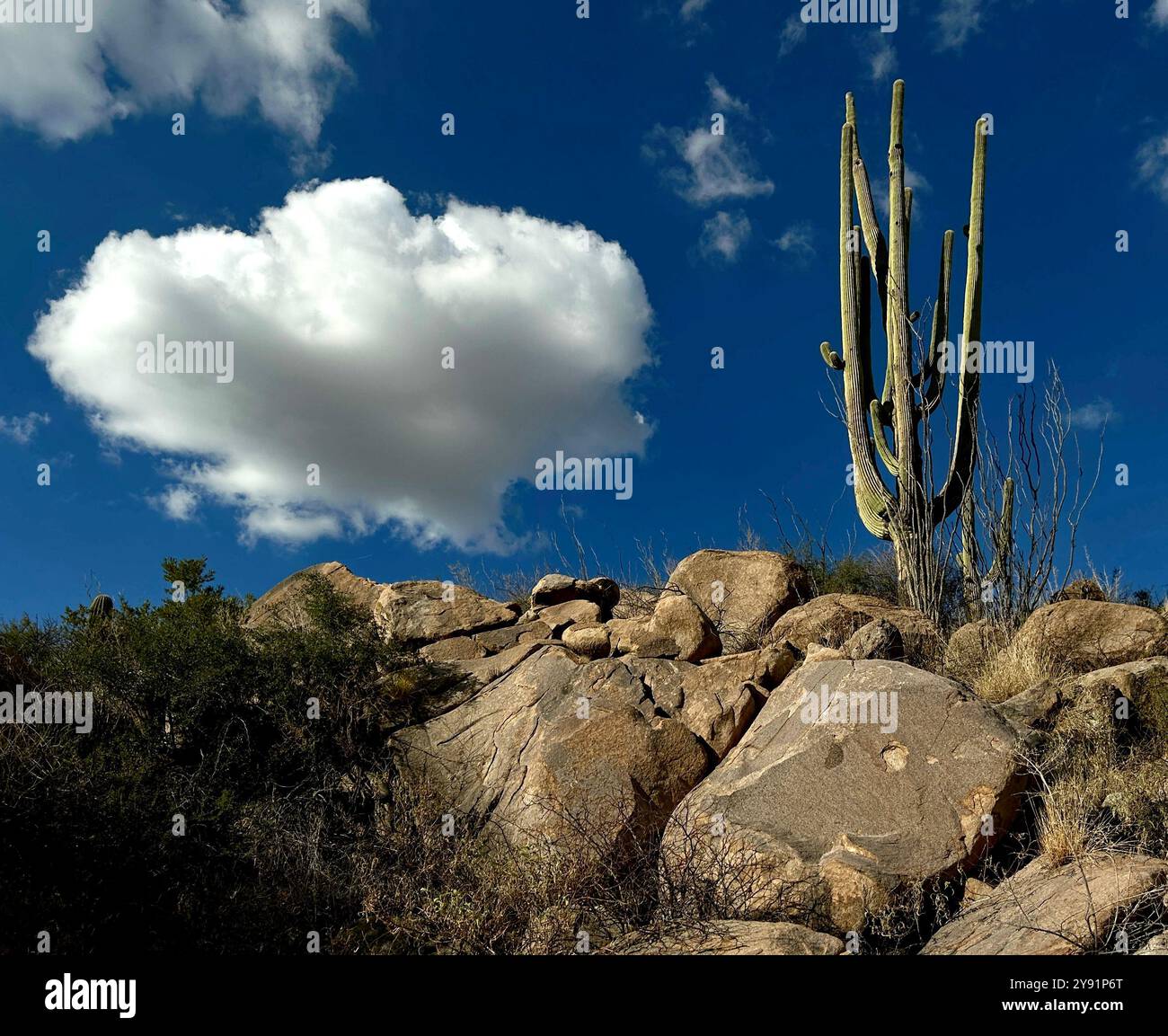 Cloud and saguaro cactus, Sonoran Desert, Catalina, Arizona, USA. - Smartphone Captured Stock Image